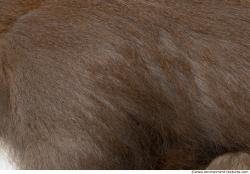 Photo Textures of Monkey Fur